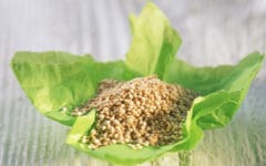 La quinoa es un cereal muy saludable. Foto: gtres