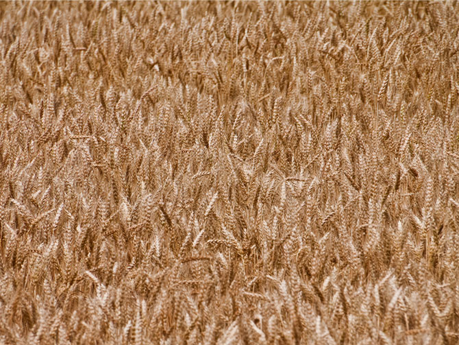 intolerancia al trigo