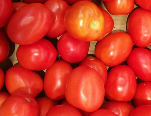 calorias del tomate