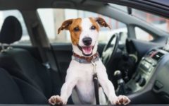 perro en coche